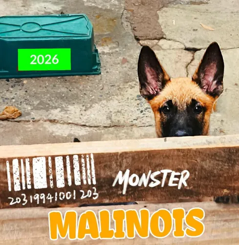 PASTOR BELGA MALINOIS 6meses 