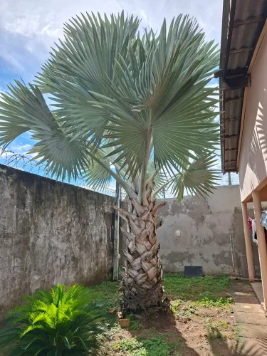 Vende-se palmeira azul de 6 metros R$ 1000