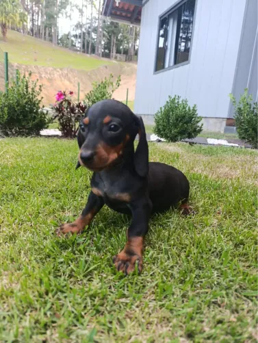 Salsicha Daschund Macho filhote 