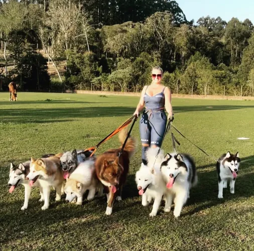 Filhote de Husky Siberiano 