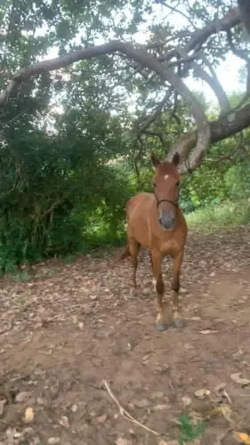 Égua vendo e troco