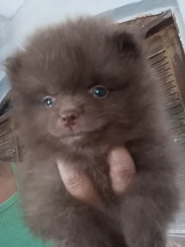Lulu da Pomerânia fêmea