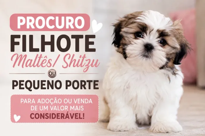 Procuro shitzu ou maltês para adoção ou venda