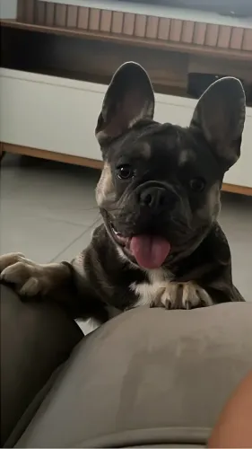 Bulldog Francês 