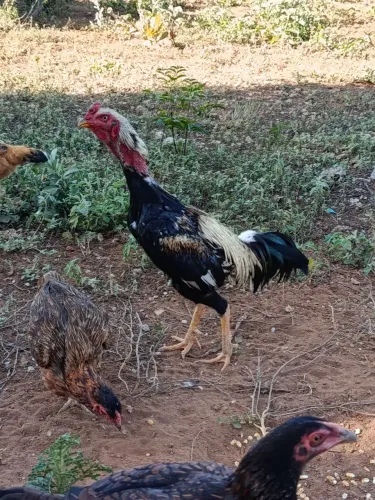 Galo índio
