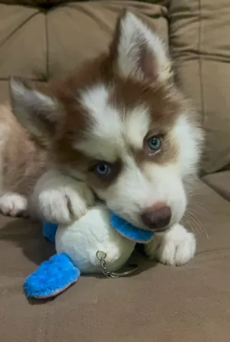 Husky Siberiano Macho Red