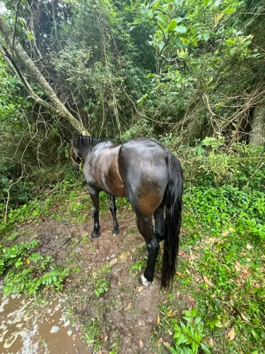 Cavalo campeiro