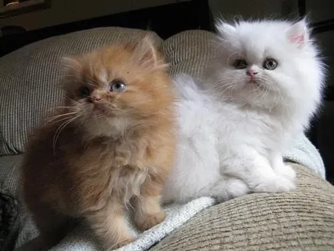 Filhotes de gato Persa disponíveis