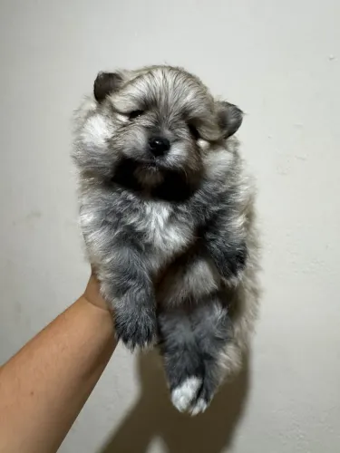 Filhote spitz alemão anão (Lulu da pomerânia)