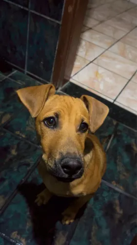 DOAÇÃO CACHORRO FILHOTE
