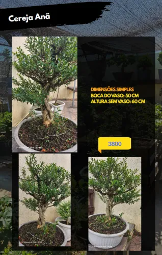 Pré-bonsai Cereja Anã Antiga Bonsai do Campo