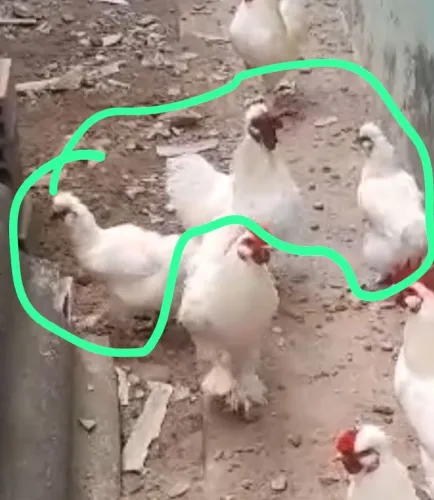 Galinhas Sedosas