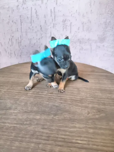 Pinscher mini