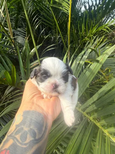 Shihtzu fêmea tricolor