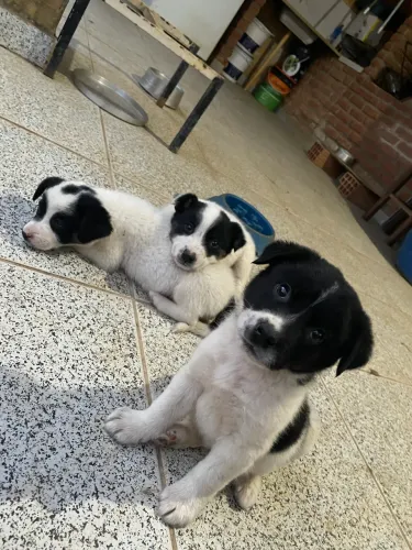 Filhotes de Border Collie 100% puros