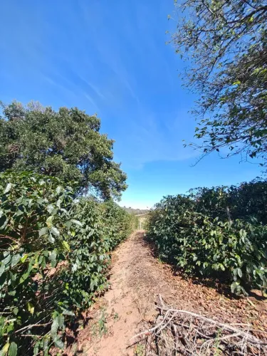 Fazenda com plantação de café, banana e pasto para gado em São José do Alegre MG