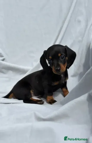 Neném Teckel/Dachshund/Salsicha/Salsichinha/Basset/Cofap dóceis e alegres