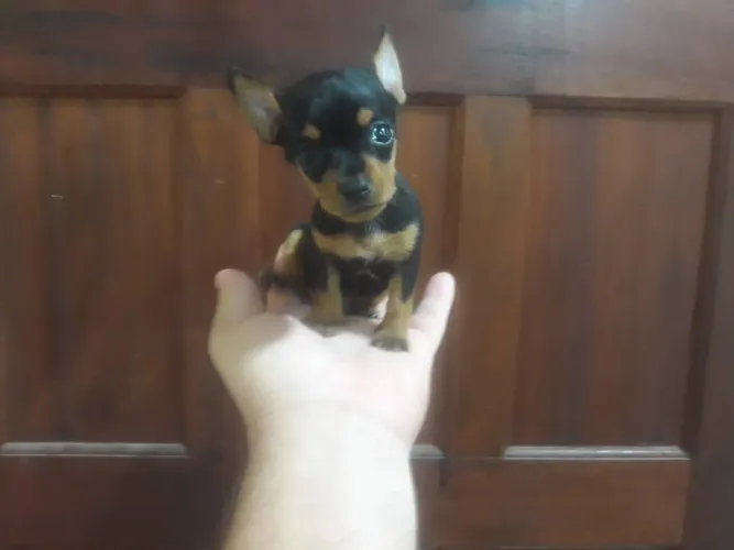 Pinscher miniatura 00