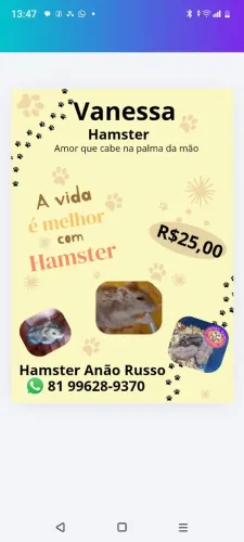 Filhotes de Hamster Anão Russo