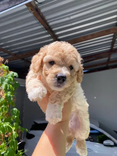 Poodle Toy filhotes 