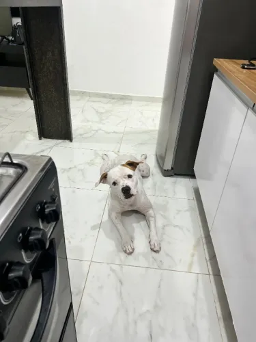 Cachorro Pitbull
