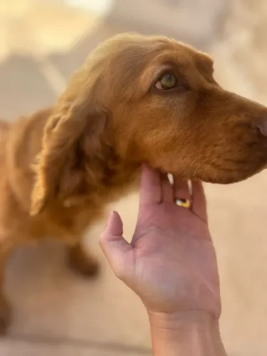 Cocker 1 ano