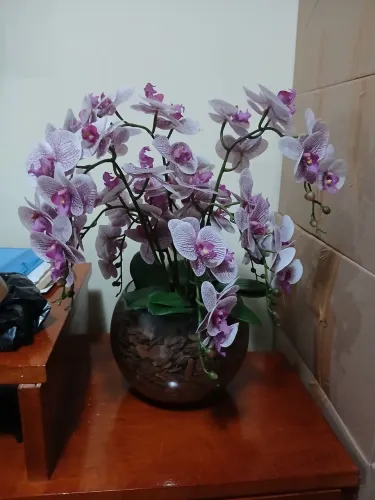 Orquídeas 