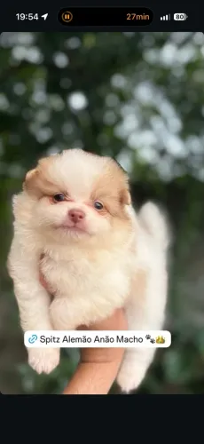 spitz alemão anão macho