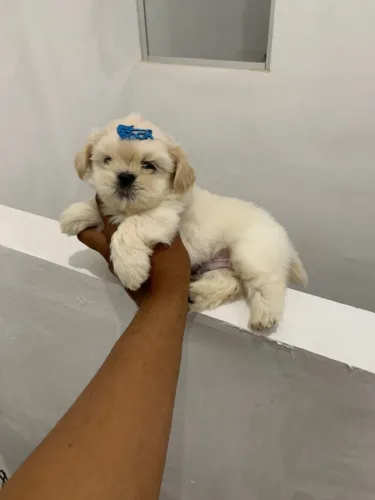 Cachorro