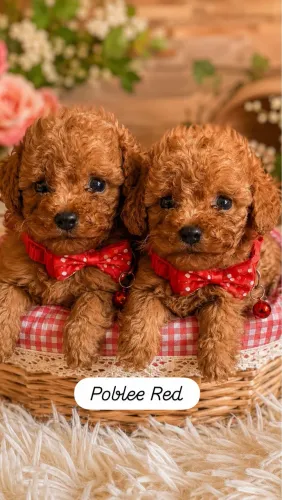 Poodle disponível é para reserva 