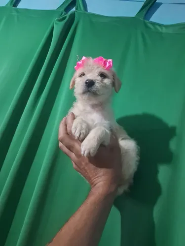 Poodle mini toy femea 