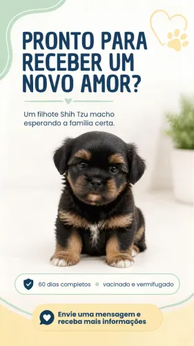 Filhote de Shih Tzu Macho - Criado em Família (Pronto para o Novo Lar)