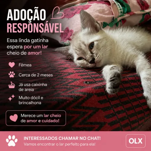 Gatinha mestiça para doação