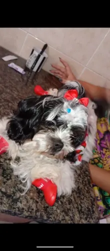 Shitzu tanho pequeno