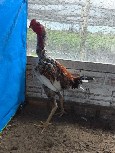 índio Gigante - pintos e ovos