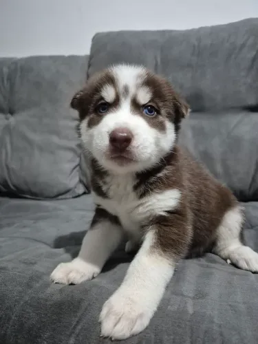 Filhote de Husky Siberiano Macho