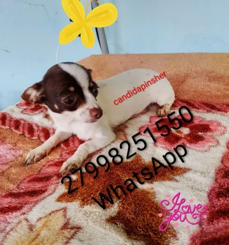 Pinscher 00 fêmea
