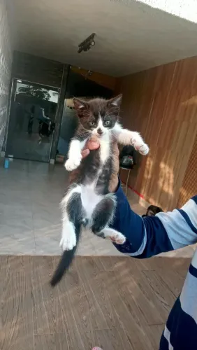 Gatos para doação 