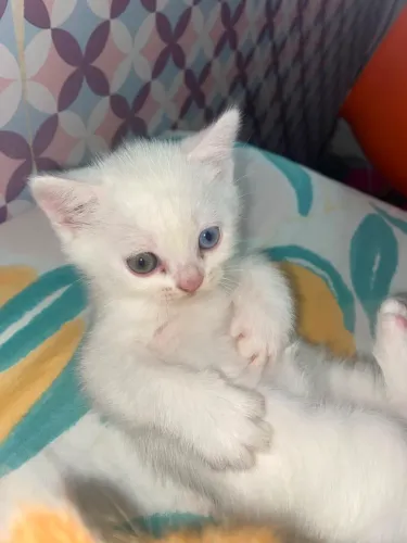 Gatinhalindo com heterocromia (um olhinho de cada cor )