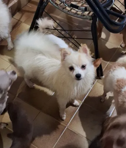 Duas femeas spitz alemão proximas do primeiro cio