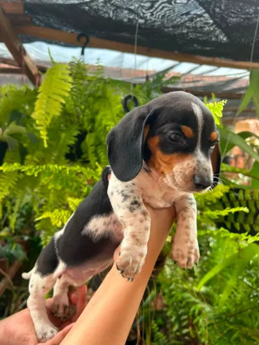 Dachshund fêmea e macho