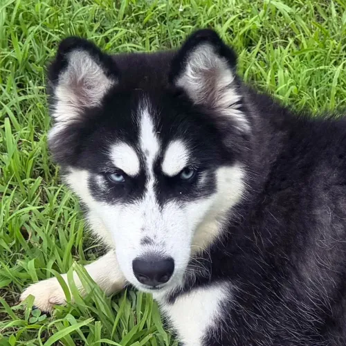 Husky Siberiano | Seu parceiro de aventuras 