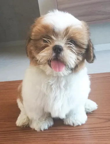 Shitzu