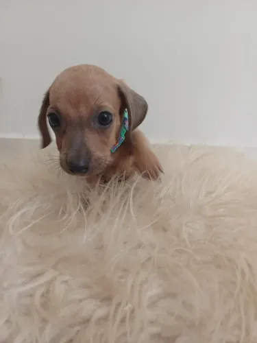 Dachshund macho Kaninchen 