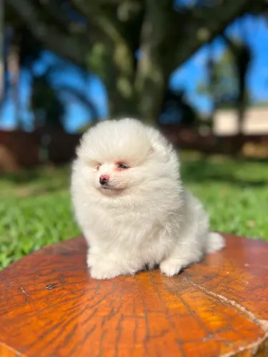 Machinho Spitz alemão