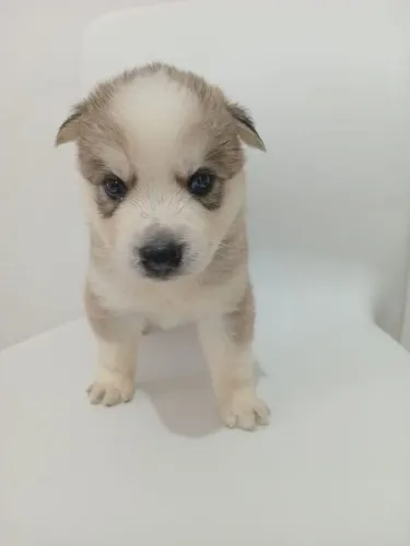 Filhote husky siberiano