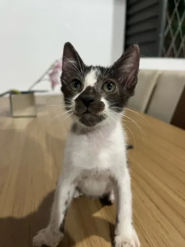 Gatinhos para adoção responsável