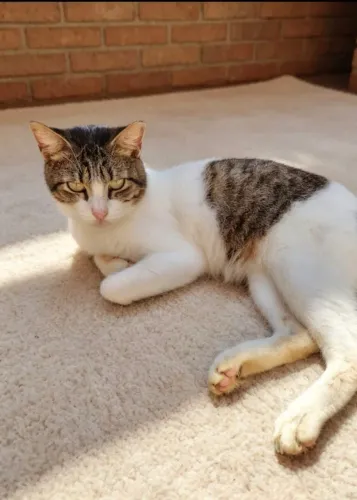Gatinho adoção responsável