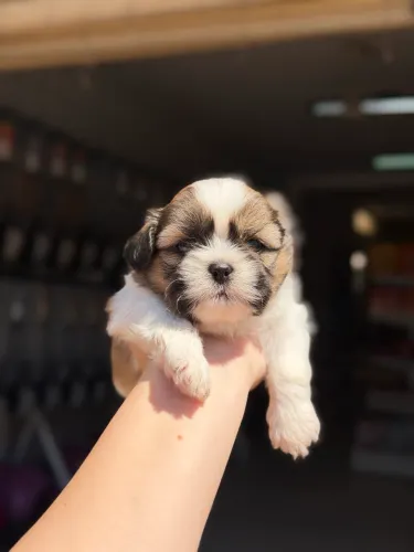 Shihtzu machinho para reserva