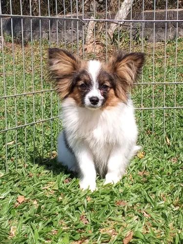 Papillon macho pedigree CBKC